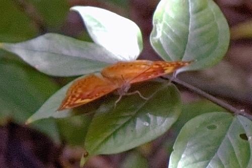Kenia (550)